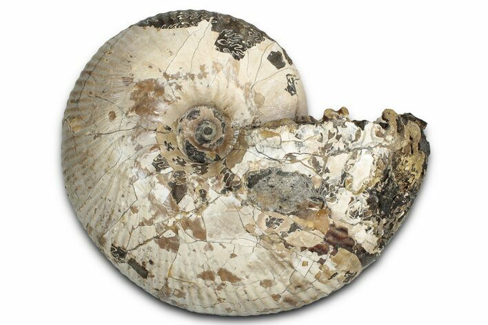 Fossil Ammonite (Rhaeboceras) - Bearpaw Shale, Montana #354621